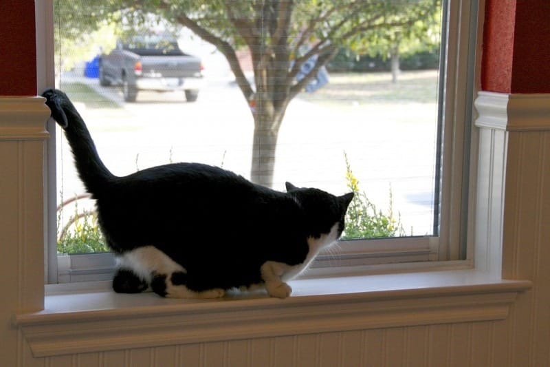 A cat sitting on a windowsill in front of a pleated screen